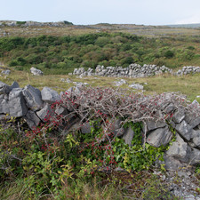 Inis Mór, 2014