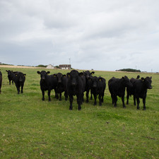 West of Kirkwall, Orkney, 2014