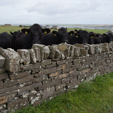 West of Kirkwall, Orkney, 2014