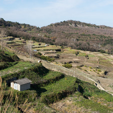 Rice terraces by the Teshima Art Museum, 2017