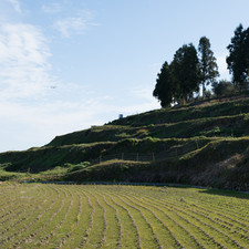 Rice terraces by the Teshima Art Museum, 2017