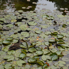 Royal Tasmanian Botanical Gardens, 2016