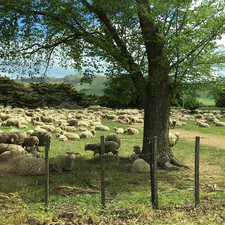 Coal River Valley, Tasmania, 2016