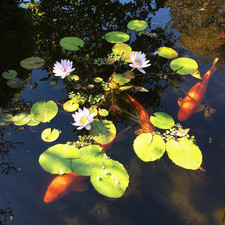 Elizabeth Bay House, 2017
