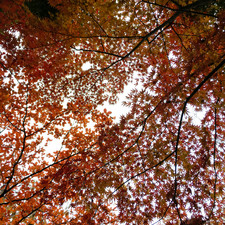 Kengo Kuma and Associates, Nezu Museum, Tokyo, 2017