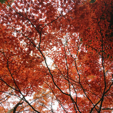 Kengo Kuma and Associates, Nezu Museum, Tokyo, 2017