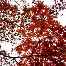 Kengo Kuma and Associates, Nezu Museum, Tokyo, 2017