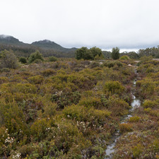 Hartz Mountains, Tasmania, 2018