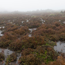 Hartz Mountains, Tasmania, 2018