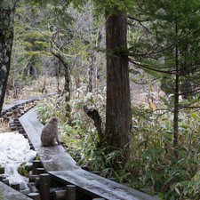 Dakesawa Marsh (????), Kamik?chi, 2019